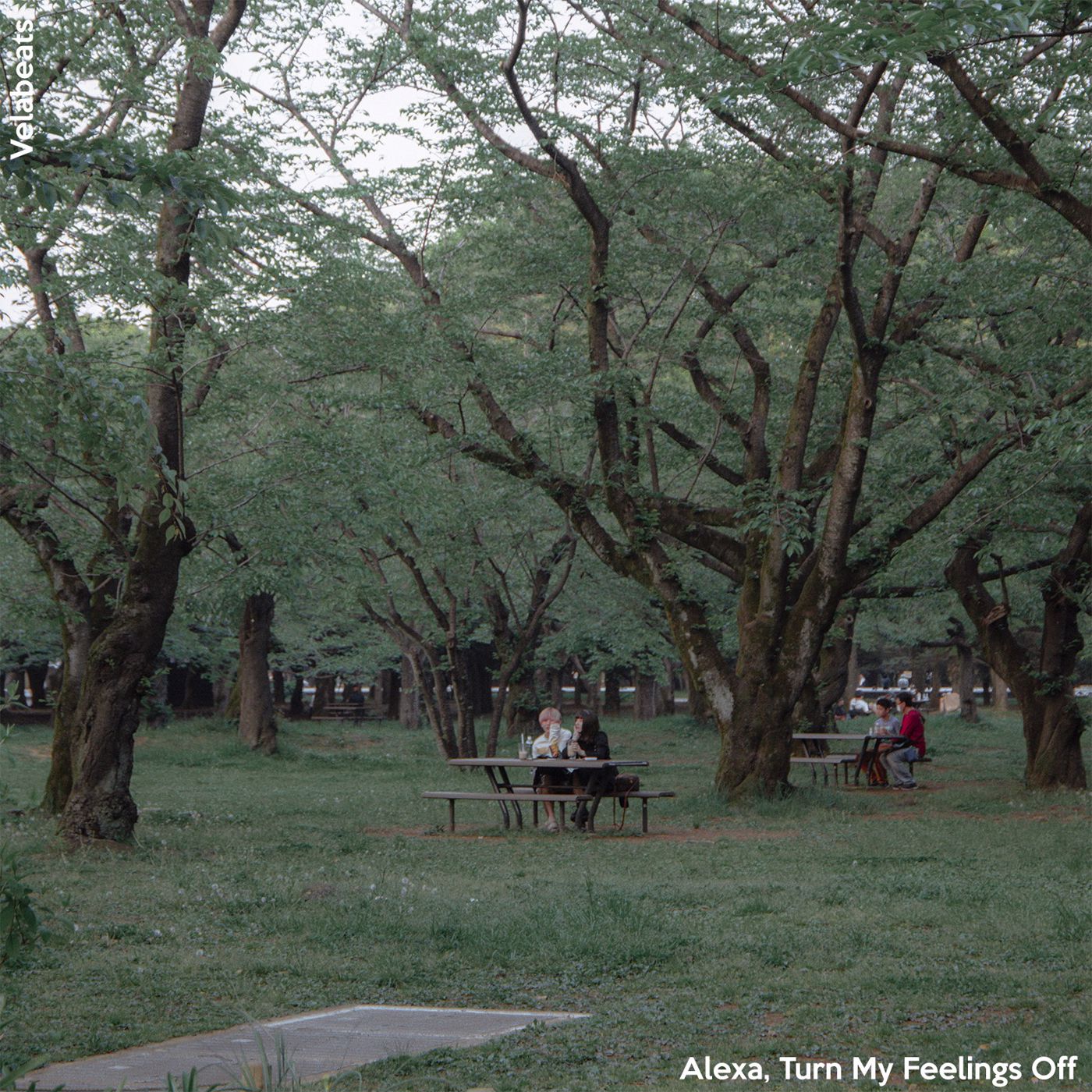 ฟังเพลง Alexa, Turn My Feelings Off ฟังเพลงออนไลน์ เพลงฮิต เพลงใหม่ ฟัง